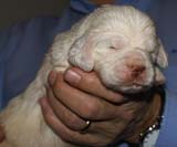 Bumbaa's_litter_3weeks_Boy_Yellow_2