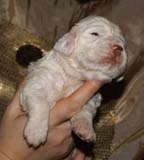 Bumbaa's_litter_3weeks_Boy_Yellow_4