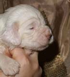 Bumbaa's_litter_3weeks_Boy_Yellow_5