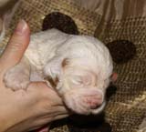 Bumbaa's_litter_3weeks_Girl_a