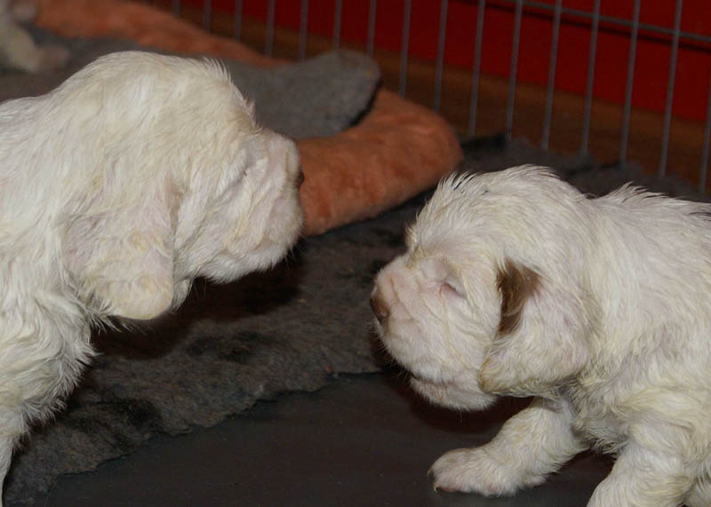 Bumbaa's_litter_4weeks