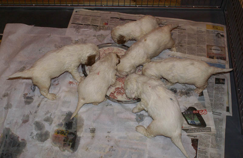 Bumbaa's_litter_4weeks_a