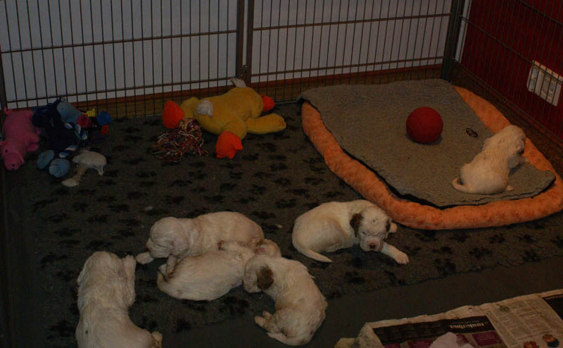 Bumbaa's_litter_4weeks_c