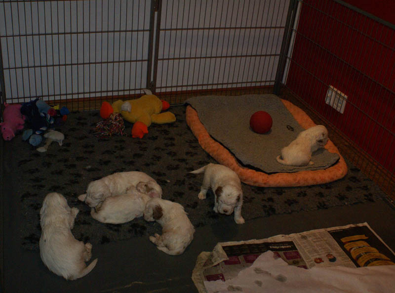 Bumbaa's_litter_4weeks_d