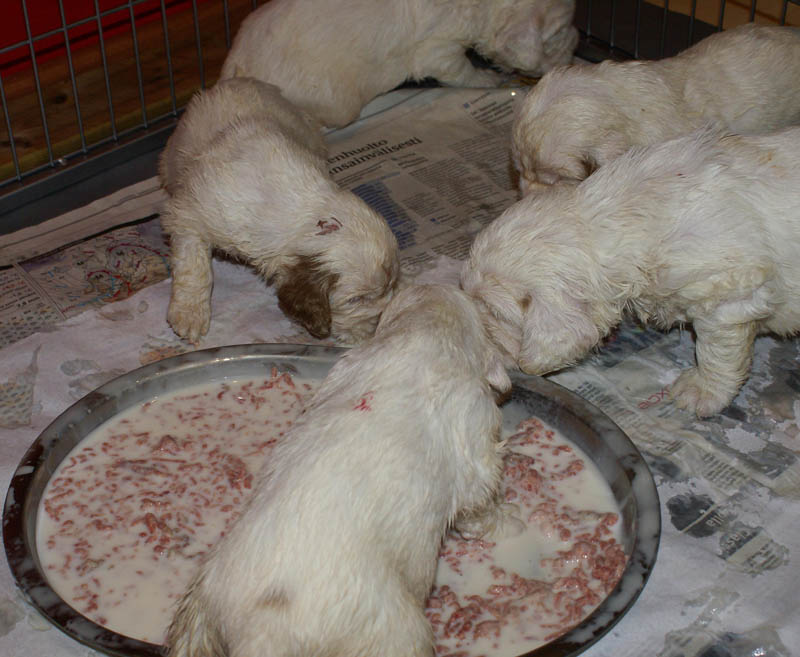 Bumbaa's_litter_4weeks_e