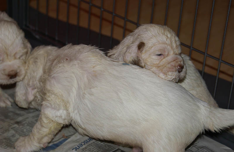 Bumbaa's_litter_4weeks_f