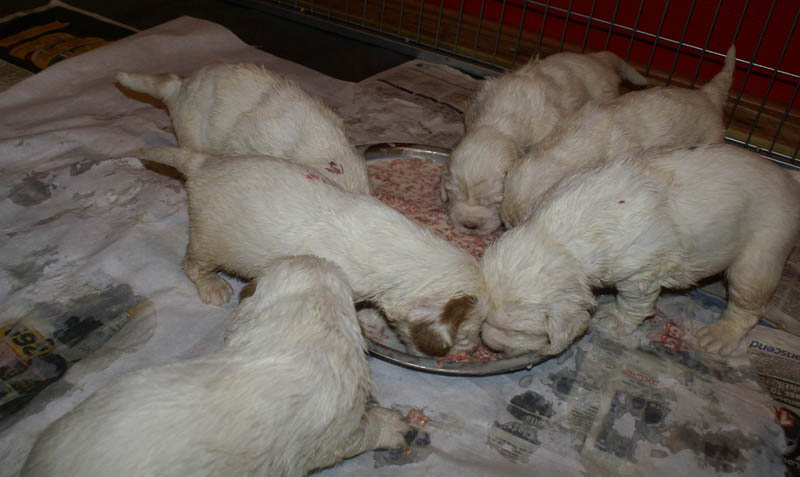 Bumbaa's_litter_4weeks_h