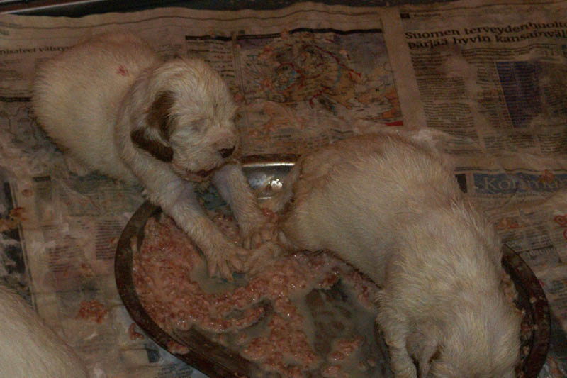 Bumbaa's_litter_4weeks_j