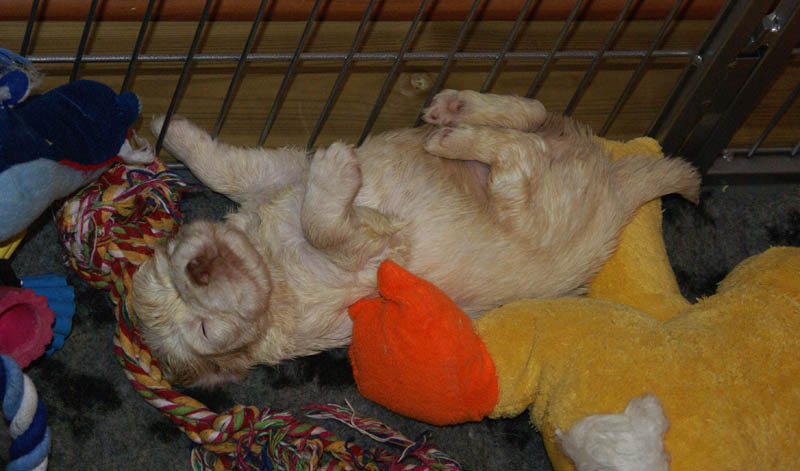 Bumbaa's_litter_4weeks_jj