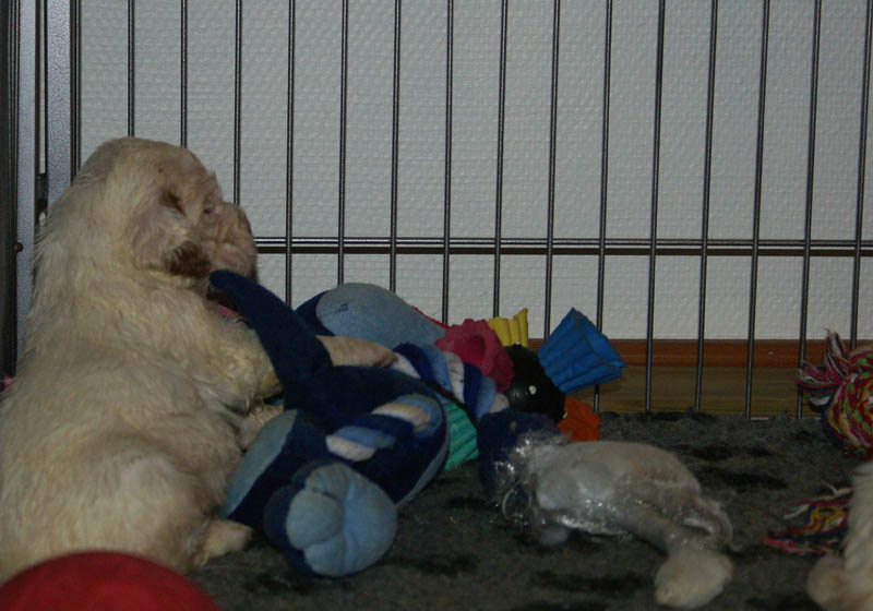 Bumbaa's_litter_4weeks_kkk