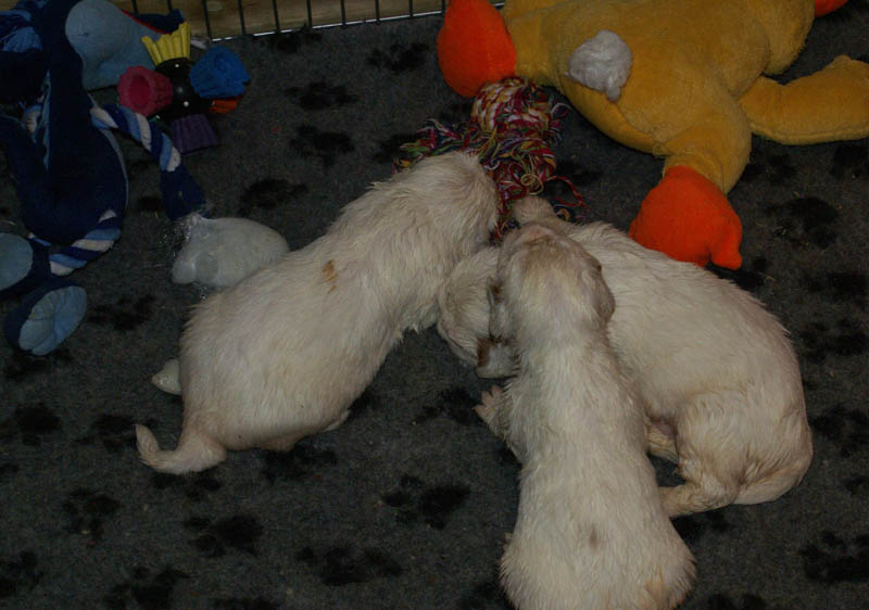 Bumbaa's_litter_4weeks_l