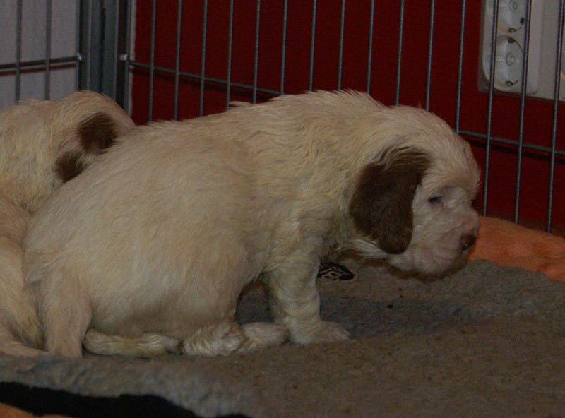 Bumbaa's_litter_4weeks_ll