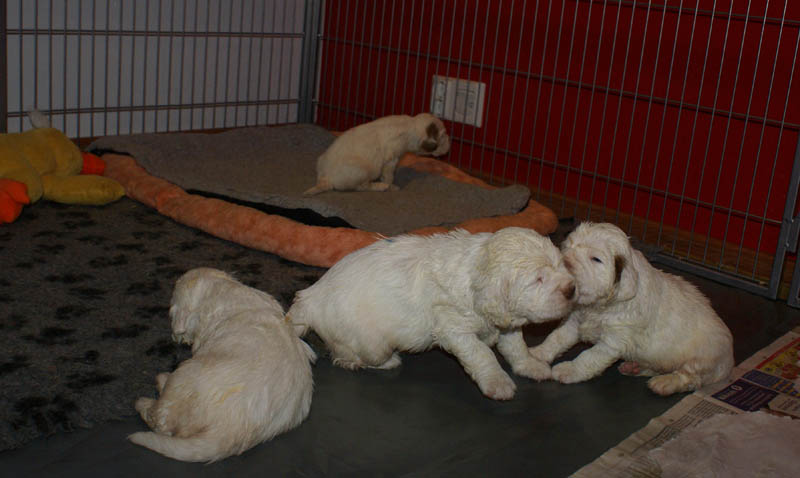 Bumbaa's_litter_4weeks_mm