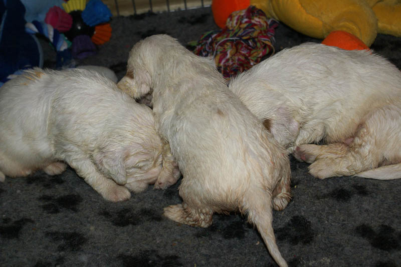 Bumbaa's_litter_4weeks_n