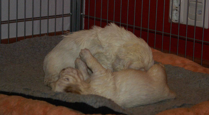 Bumbaa's_litter_4weeks_nnn