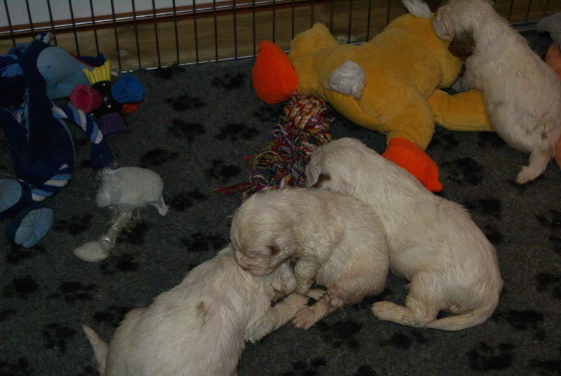 Bumbaa's_litter_4weeks_o