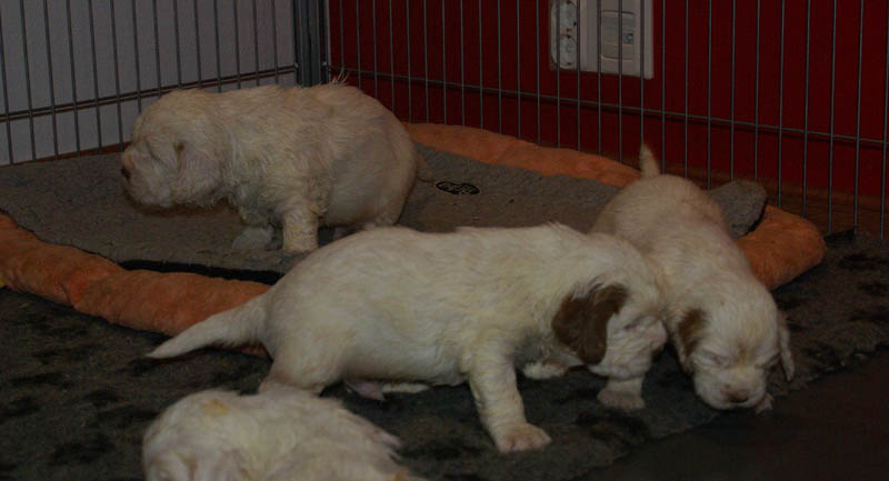 Bumbaa's_litter_4weeks_oo