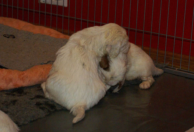 Bumbaa's_litter_4weeks_ppp