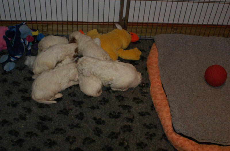 Bumbaa's_litter_4weeks_q