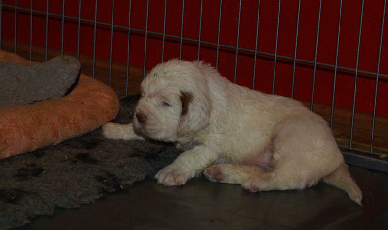Bumbaa's_litter_4weeks_qq