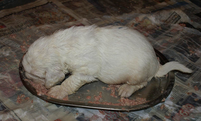 Bumbaa's_litter_4weeks_r