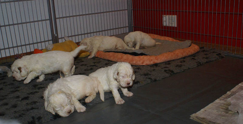 Bumbaa's_litter_4weeks_rr