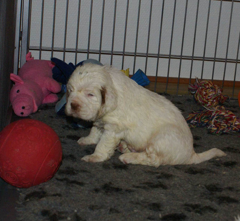 Bumbaa's_litter_4weeks_ss