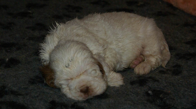 Bumbaa's_litter_4weeks_t