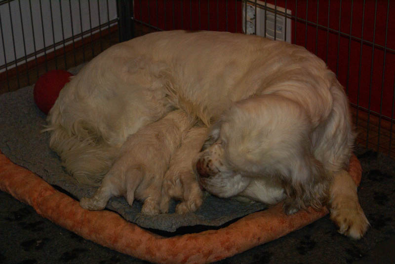 Bumbaa's_litter_4weeks_u