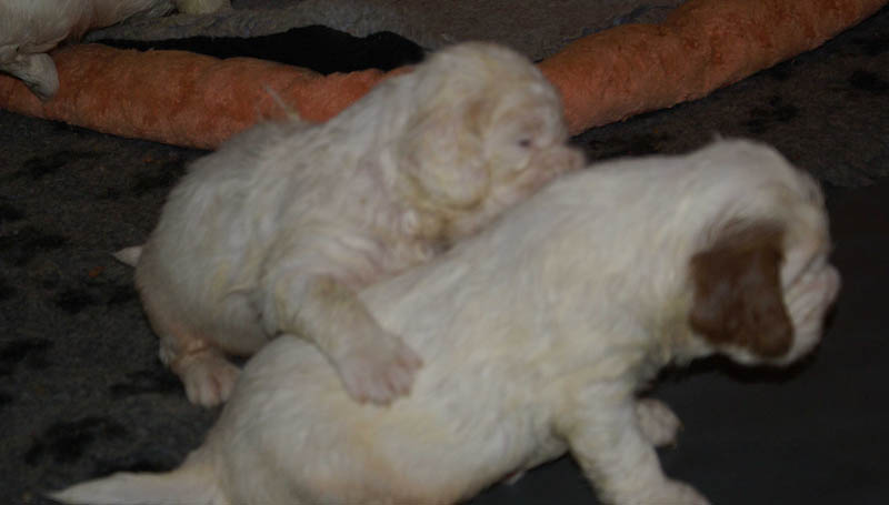 Bumbaa's_litter_4weeks_uu