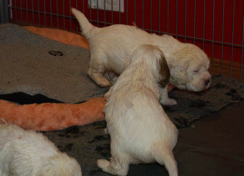 Bumbaa's_litter_4weeks_vv
