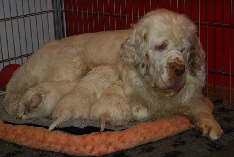 Bumbaa's_litter_4weeks_w