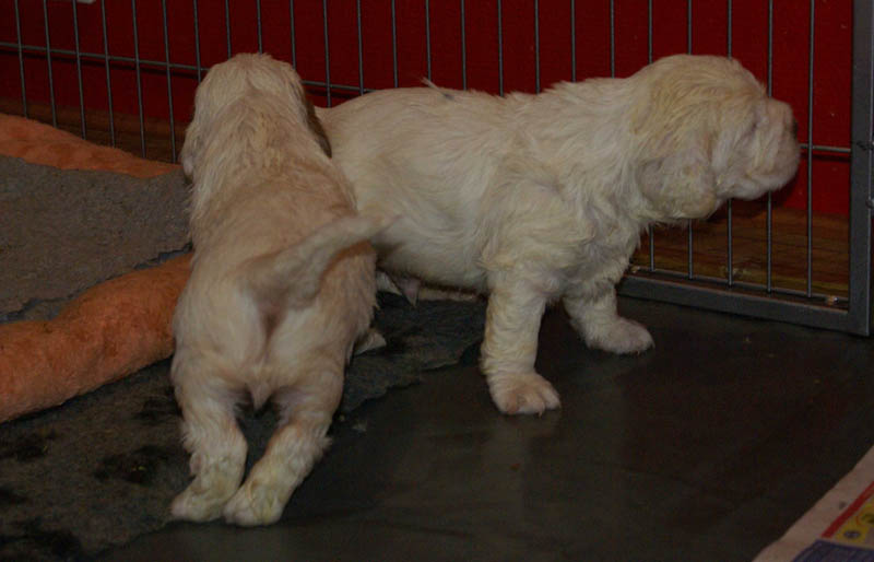 Bumbaa's_litter_4weeks_ww