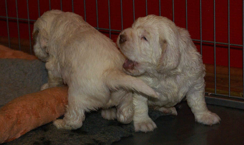 Bumbaa's_litter_4weeks_xx