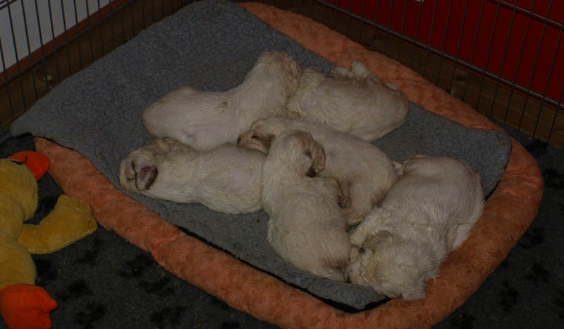 Bumbaa's_litter_4weeks_y