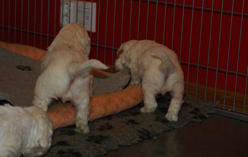 Bumbaa's_litter_4weeks_yy