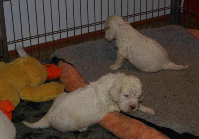 Bumbaa's_litter_4weeks_yyy