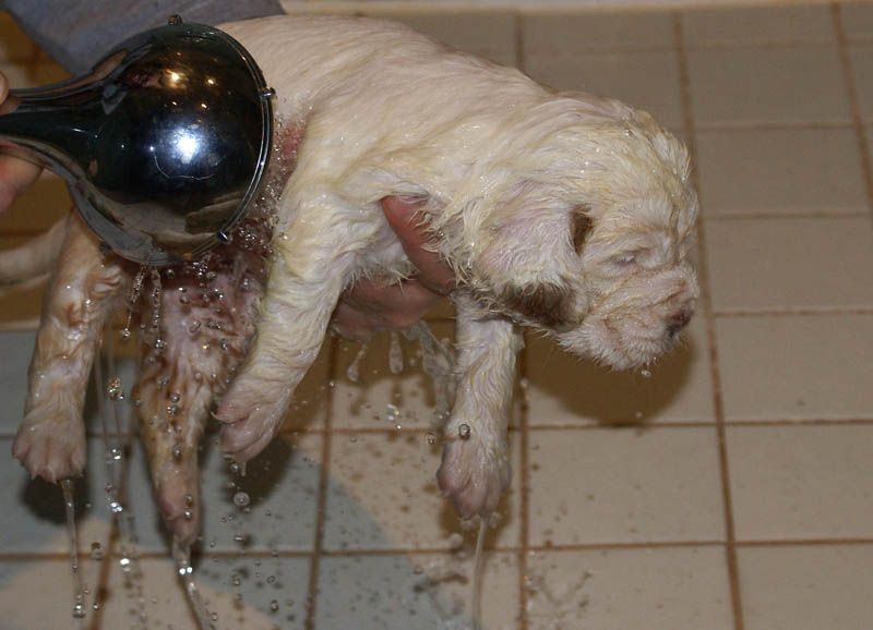 Bumbaa's_litter_4weeks_z_bathing_a