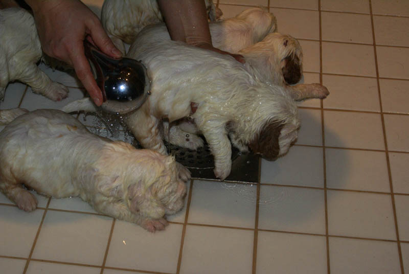 Bumbaa's_litter_4weeks_z_bathing_c