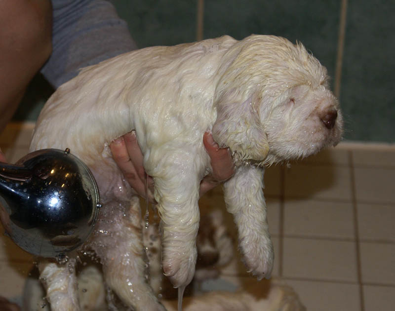 Bumbaa's_litter_4weeks_z_bathing_d