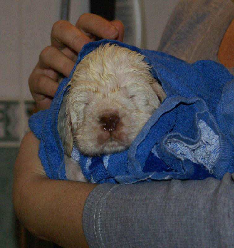 Bumbaa's_litter_4weeks_z_bathing_f