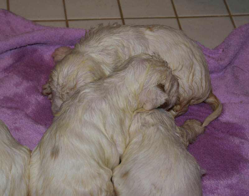 Bumbaa's_litter_4weeks_z_bathing_g