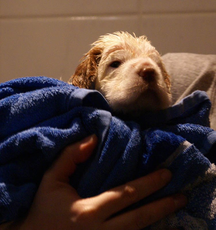 Bumbaa's_litter_4weeks_z_bathing_h
