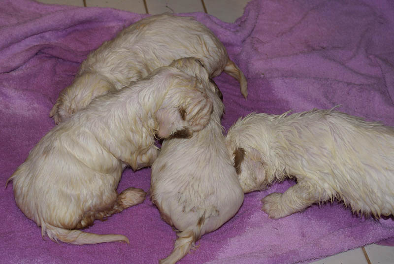 Bumbaa's_litter_4weeks_z_bathing_i