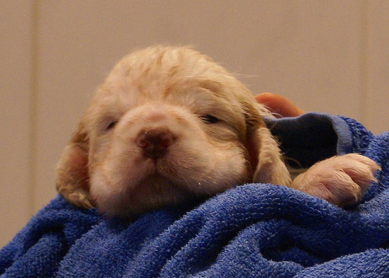 Bumbaa's_litter_4weeks_z_bathing_j