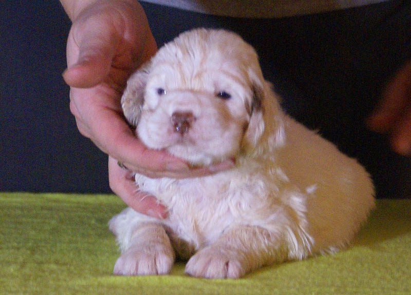 x_Bumbaa's_litter_4weeks_Girl_1