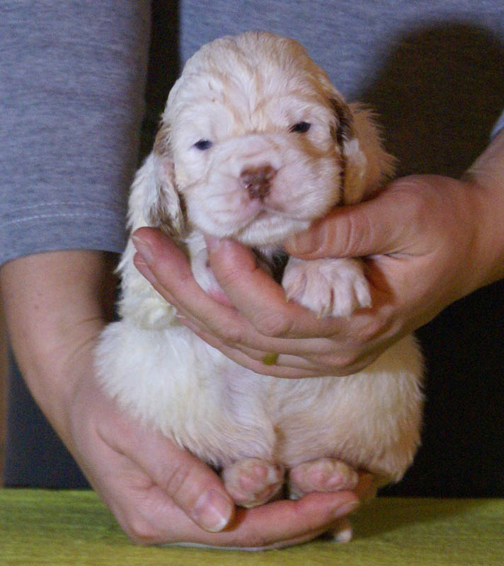 x_Bumbaa's_litter_4weeks_Girl_4