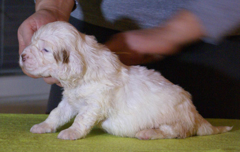 x_Bumbaa's_litter_4weeks_Girl_6