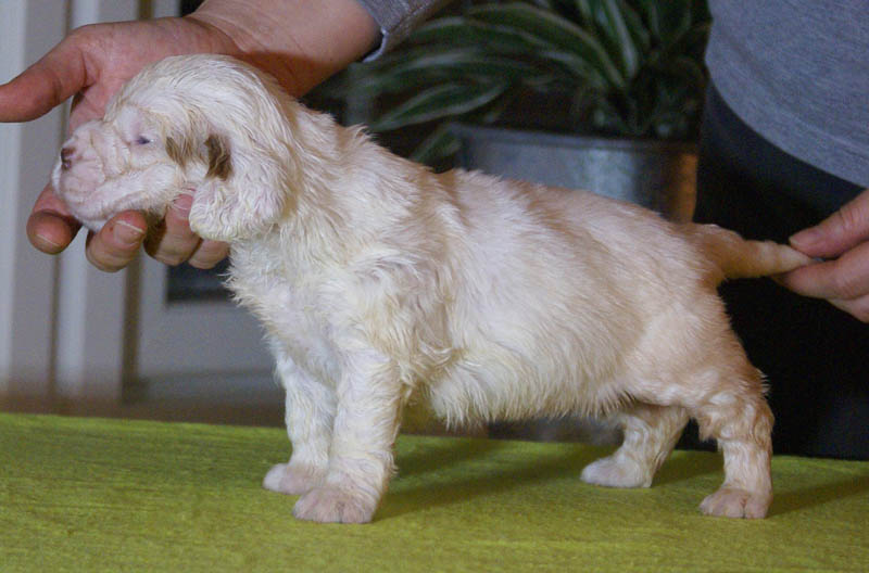 x_Bumbaa's_litter_4weeks_Girl_7