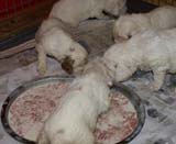 Bumbaa's_litter_4weeks_e